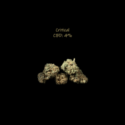 acheter fleur cbd critical