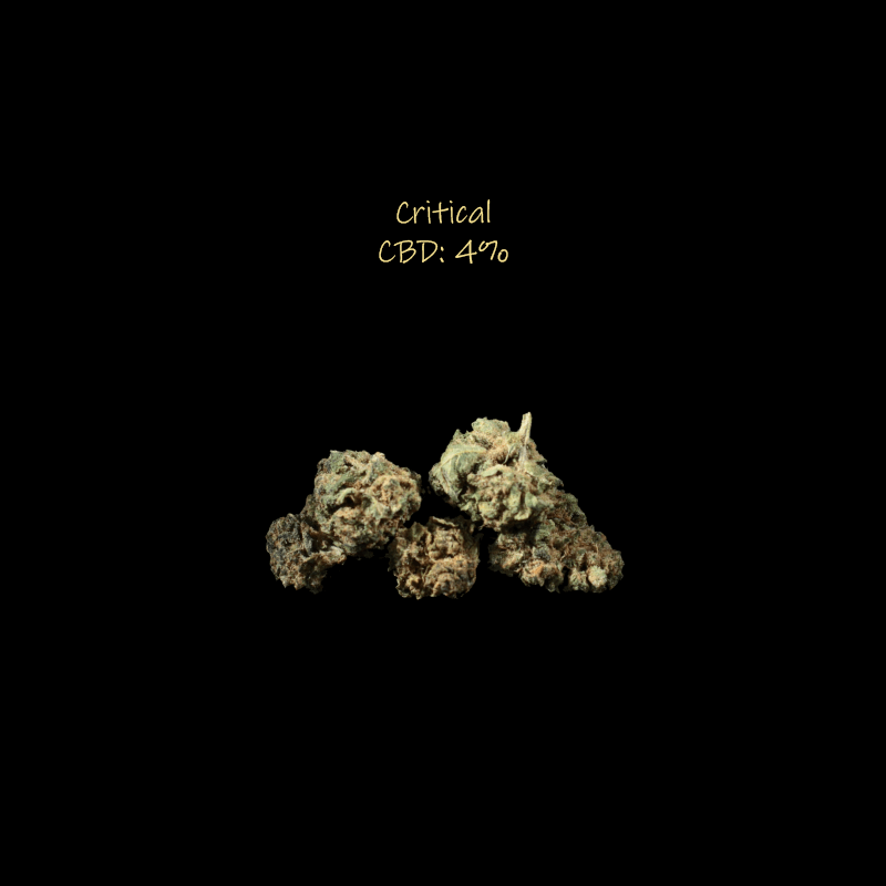 acheter fleur cbd critical